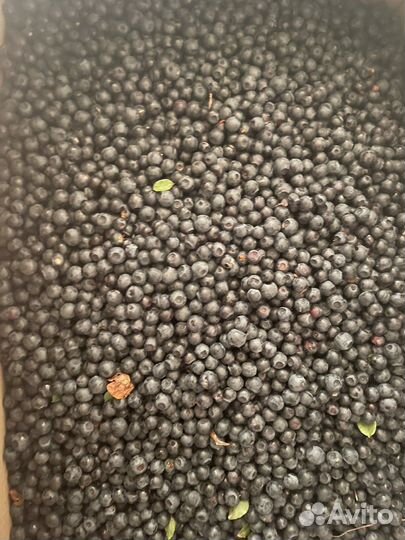 Черника ягода