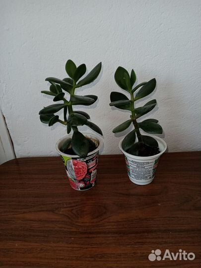 Герань, денежное дерево и фиалка