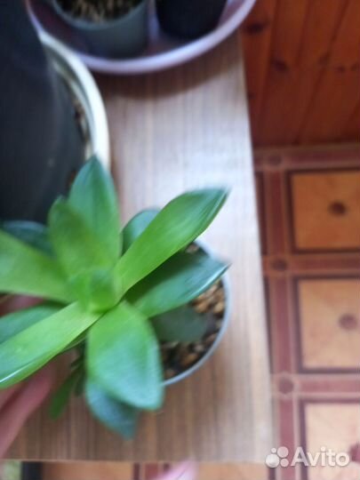 Хавортия купера