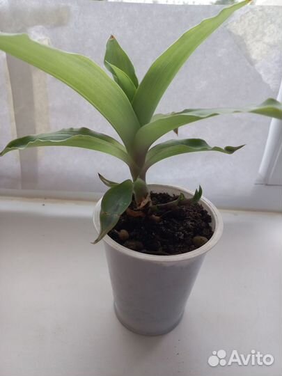 Золотой ус растения