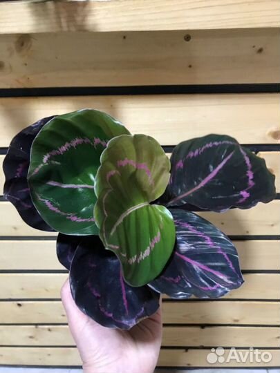 Калатея Rosea Picta