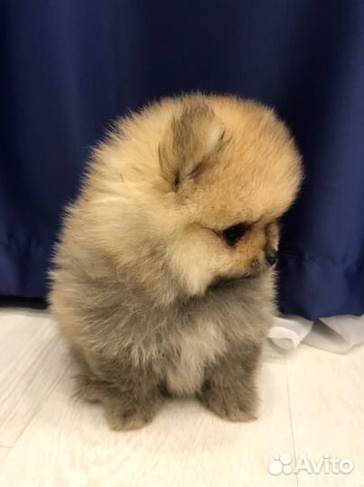 Щенки померанского шпица