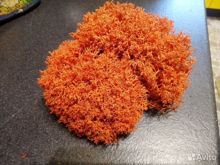 Мох ягель стабилизированный, цвет алый