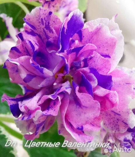 Детки и стартеры селекционных фиалок