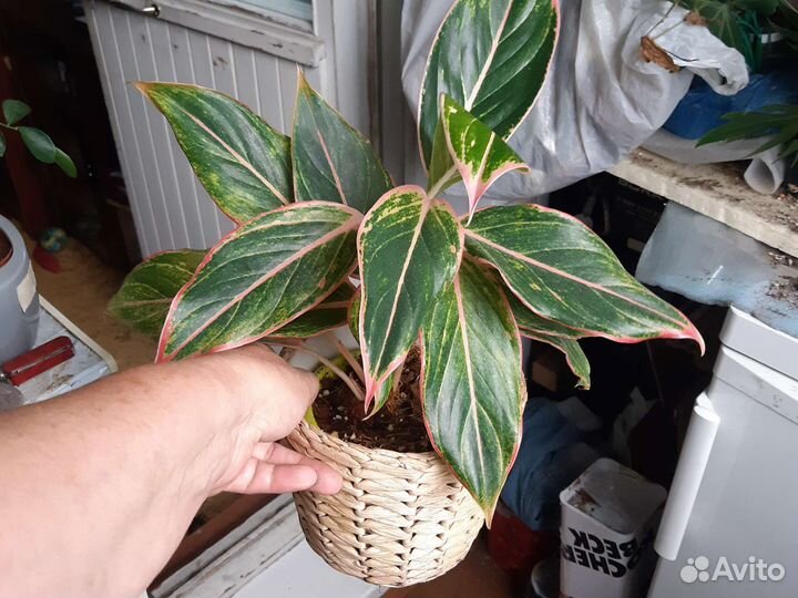 Аглаонема Аврора, Сильвер бей, Эухарис