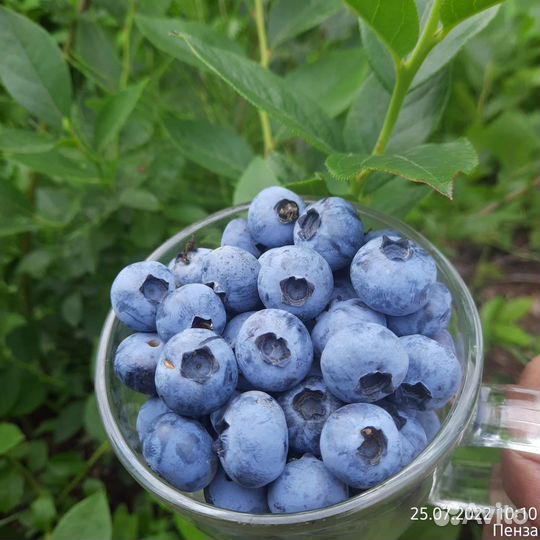 Голубика садовая саженцы