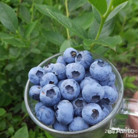 Голубика садовая саженцы