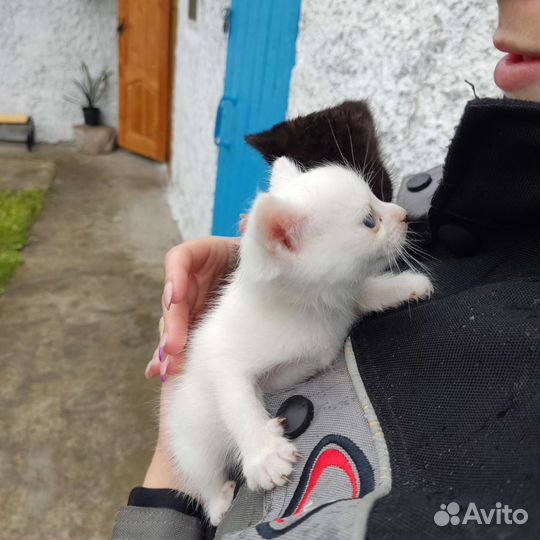 Отдам в хорошие руки бесплатно