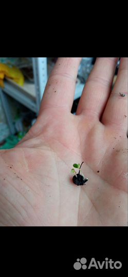 Пираканта красная