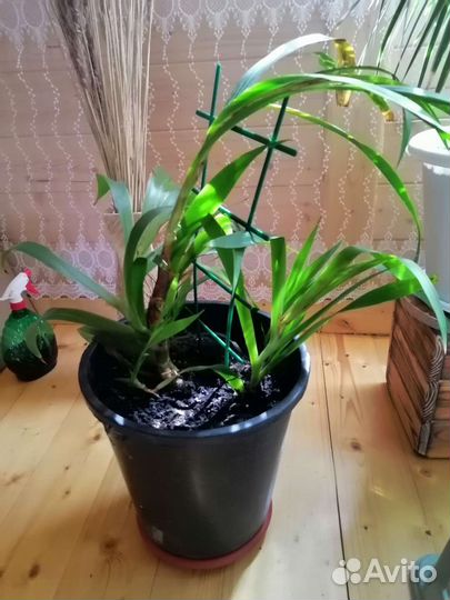 Фикус Бенгальский Андре