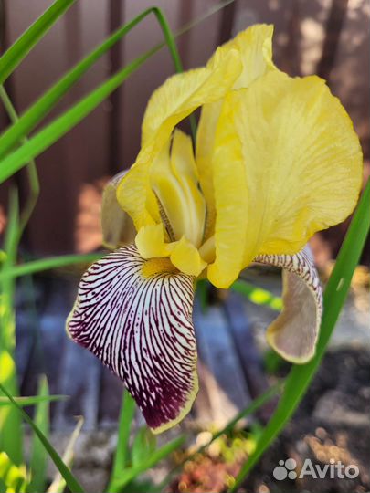 Многолетние растения для сада