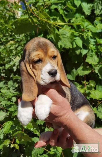 Щенки бигль