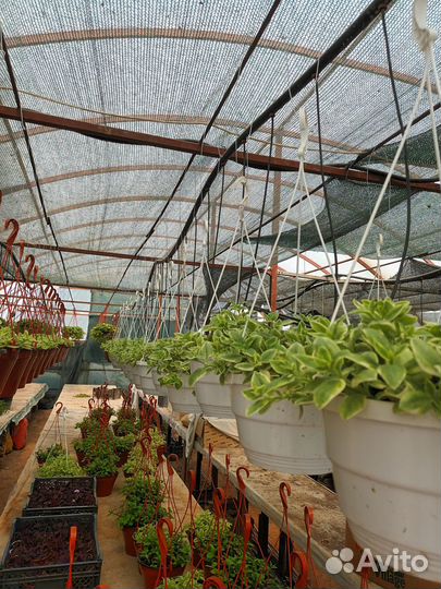 Аптения, кислица, плектрантус, будра и т.д