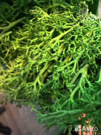 Стабилизированный мох панно