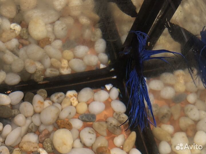 Рыба петушок