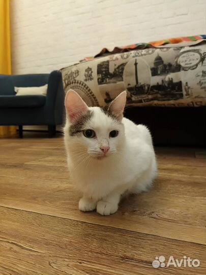 Кошка в добрые руки