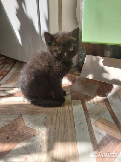 Чёрные котики