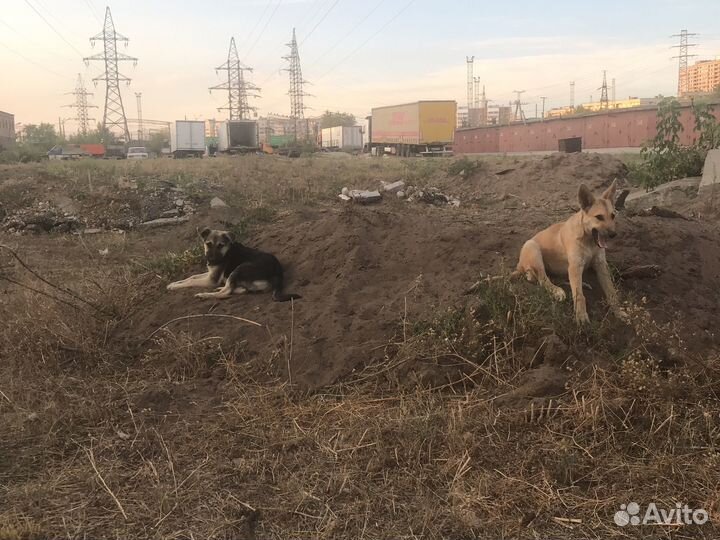 Щенки дворняжки девчули