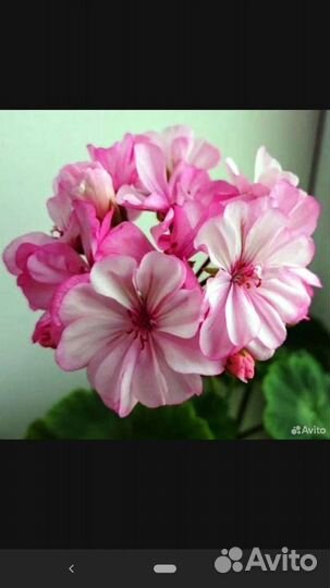 Пеларгония герань Occold Lagoon куст