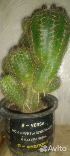 Кактусиная куча мала