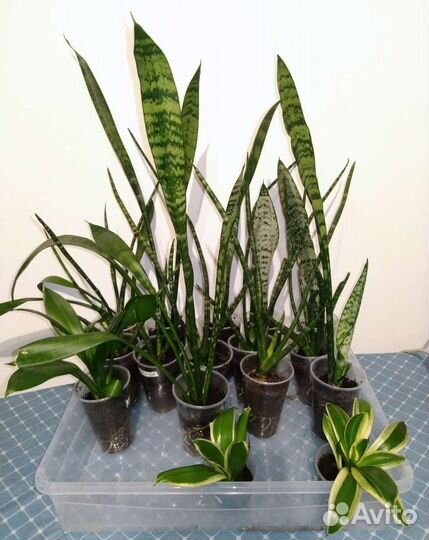 Сансевиерии разные в ассортименте