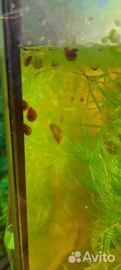 Водоросли, улитки