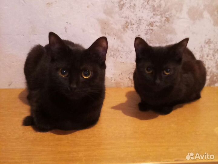 Британские котята