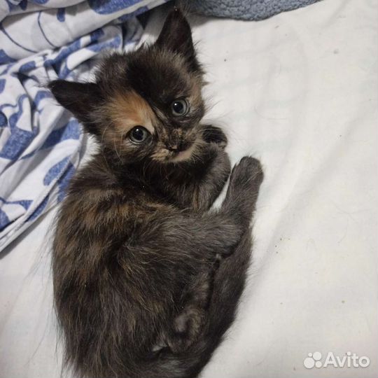 Кошачье ассорти