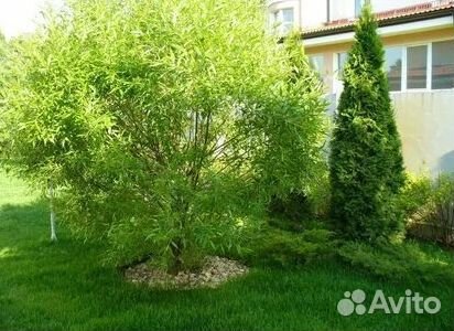 Газон от производителя