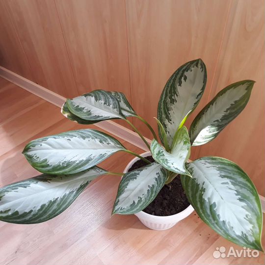 Аглоанема сильвер бей