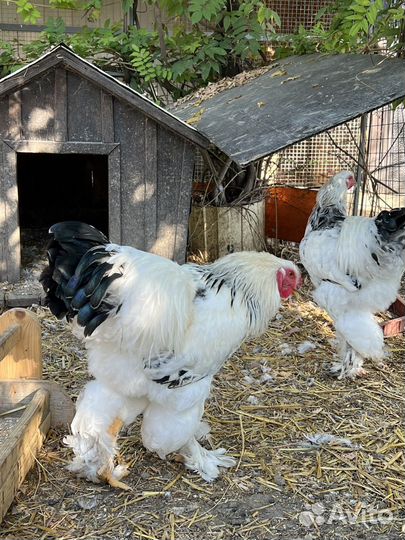 Петухи Брама Колумбийская