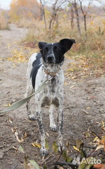 Собачка небольшая стерилизована с доставкой
