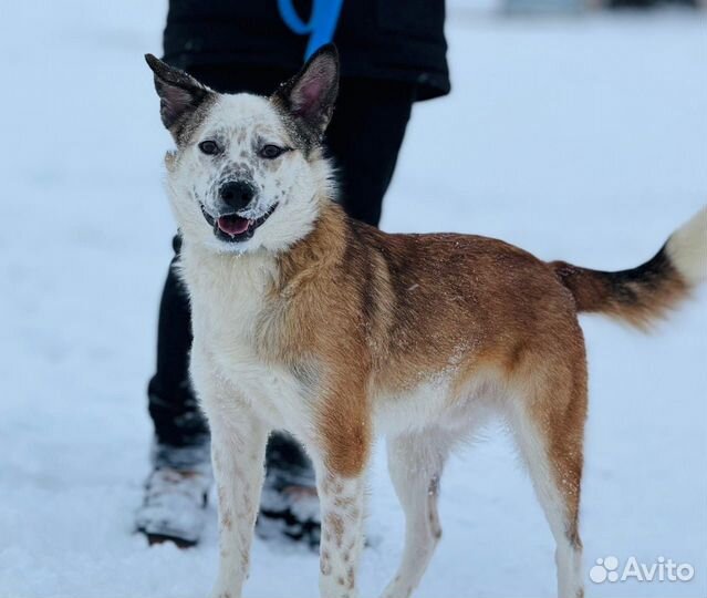 Клайд в добрые руки