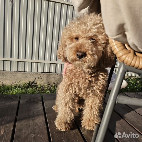 Пудель малый, вязка