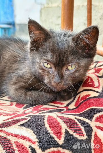 Черная кошка