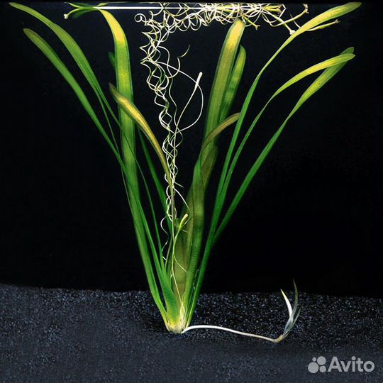 Аквариумные растения