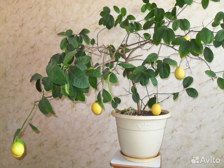 Отростки азиатского лимона