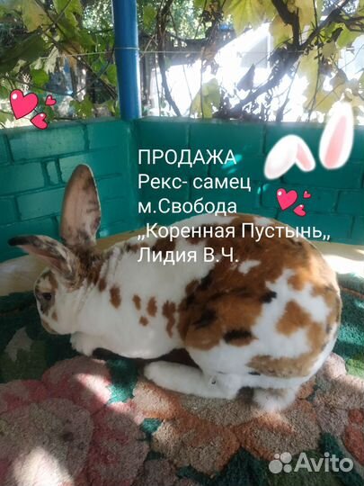 Кролики- Рексы