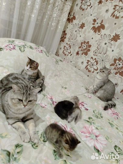 Вязка