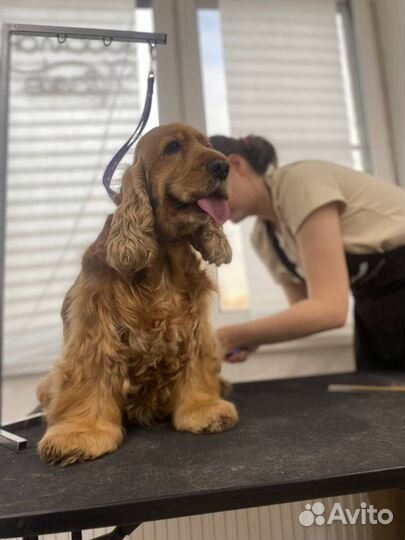 Бесплатная стрижка собак