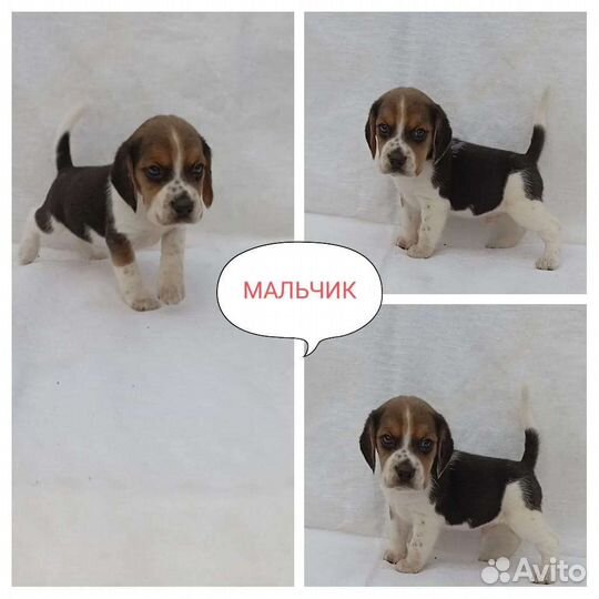 Щенки (девочки и мальчик )