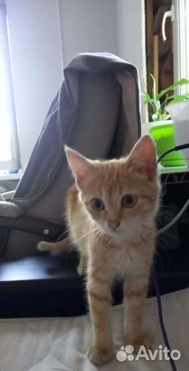 Очаровательный рыжий котенок мальчик