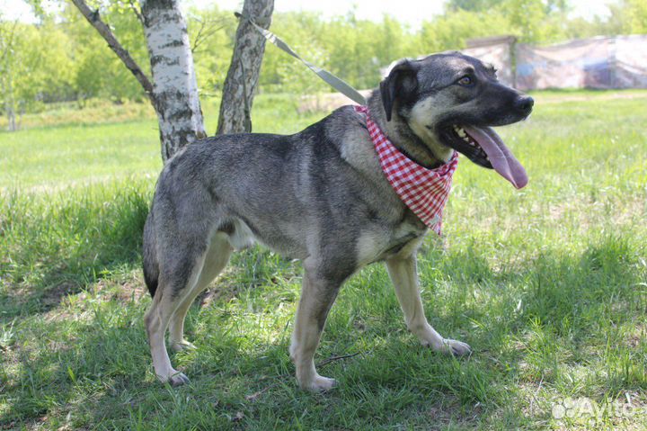 Собака в добрые руки, Ярик