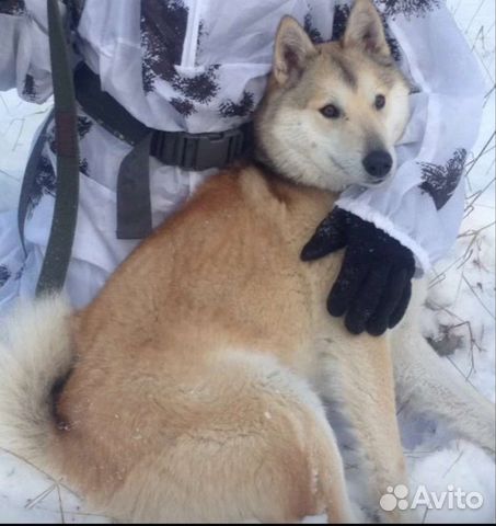 Продам щенков западно сибирской лайки объявление продам