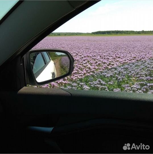 Фацелия сидерат медонос