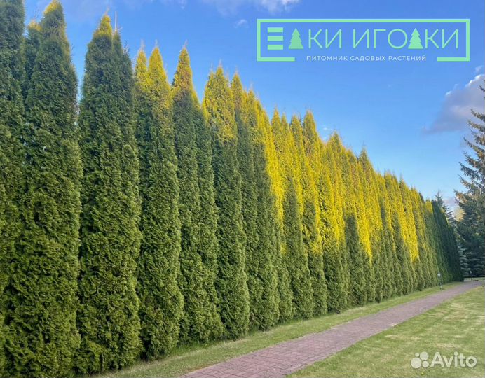 Туи Крупномеры