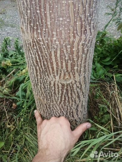 Саженцы Павловнии