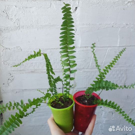 Папоротник нефролепис