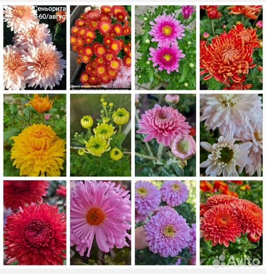 Хризантема