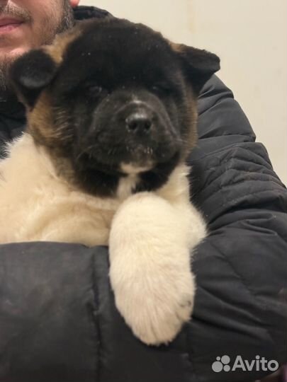 Американская акита